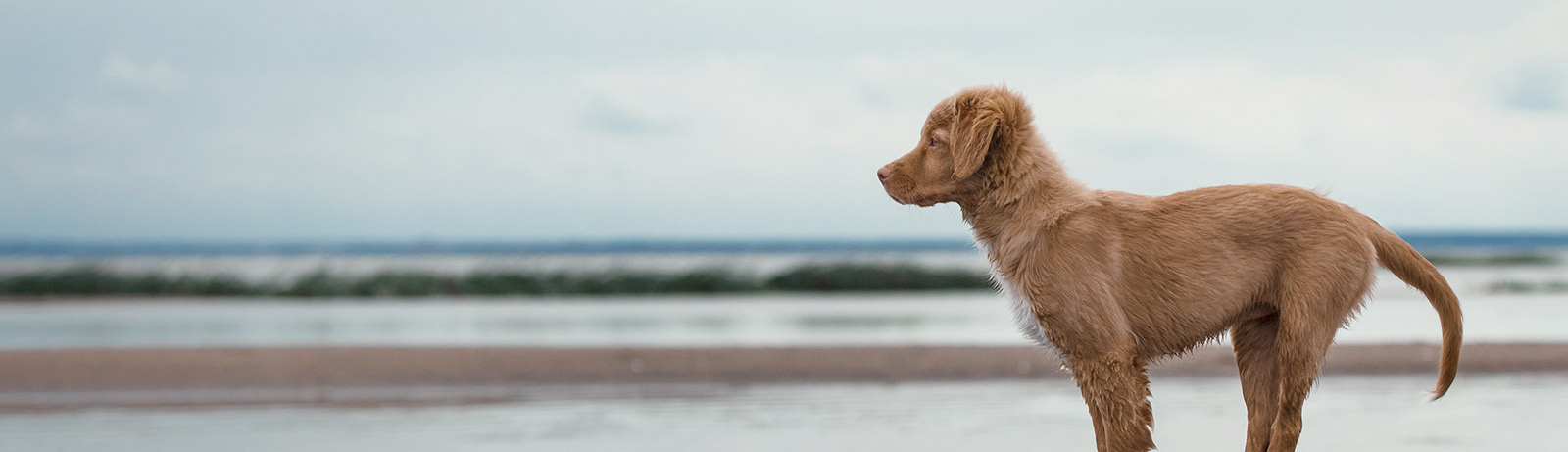 Meet Dr. Michelle Welton Torrance Veterinarian